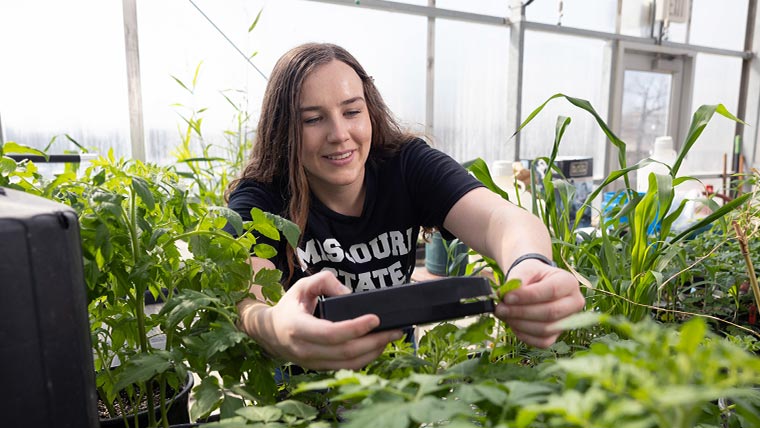 A Missouri State student within a greenhouse testing plants